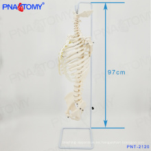 PNT-2120 modelo de columna vertebral de tamaño natural con costillas y pelvis